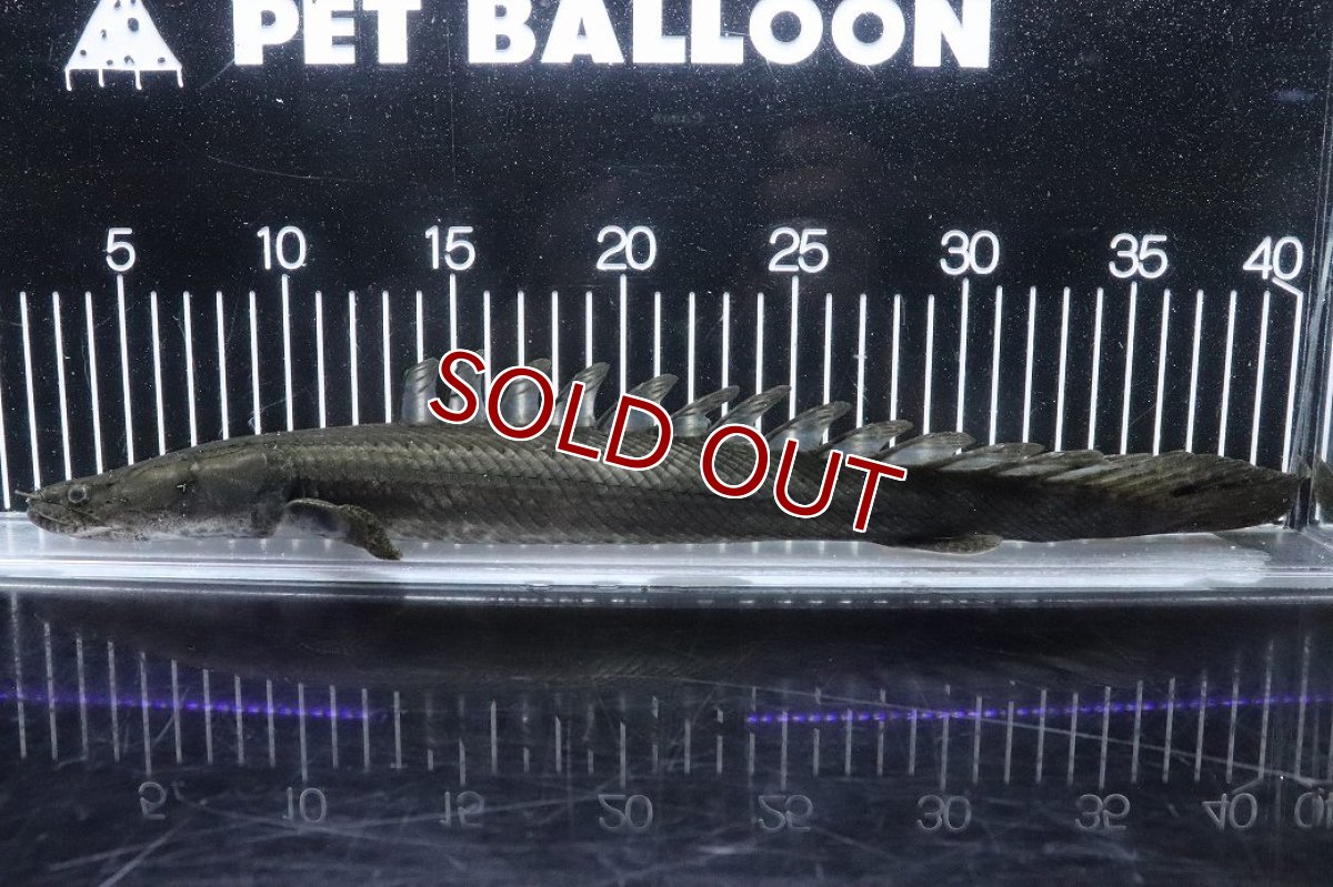 画像1: 【淡水魚】【通販】大特価 No2 ポリプテルス ビキールビキール チャド産 ワイルド【個体販売】(±38cm)(大型魚)(生体)(熱帯魚)NKO (1)