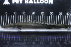 画像1: 【淡水魚】【通販】大特価 No2 ポリプテルス ビキールビキール チャド産 ワイルド【個体販売】(±38cm)(大型魚)(生体)(熱帯魚)NKO (1)