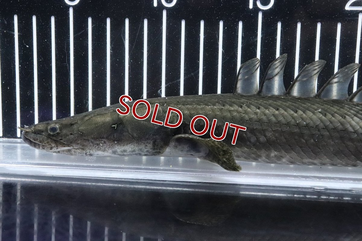 画像2: 【淡水魚】【通販】大特価 No2 ポリプテルス ビキールビキール チャド産 ワイルド【個体販売】(±38cm)(大型魚)(生体)(熱帯魚)NKO (2)