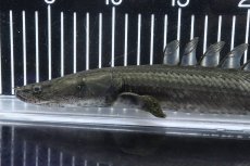 画像2: 【淡水魚】【通販】大特価 No2 ポリプテルス ビキールビキール チャド産 ワイルド【個体販売】(±38cm)(大型魚)(生体)(熱帯魚)NKO (2)