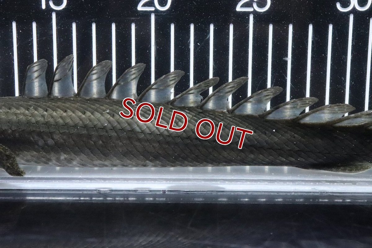 画像3: 【淡水魚】【通販】大特価 No2 ポリプテルス ビキールビキール チャド産 ワイルド【個体販売】(±38cm)(大型魚)(生体)(熱帯魚)NKO (3)