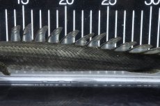 画像3: 【淡水魚】【通販】大特価 No2 ポリプテルス ビキールビキール チャド産 ワイルド【個体販売】(±38cm)(大型魚)(生体)(熱帯魚)NKO (3)