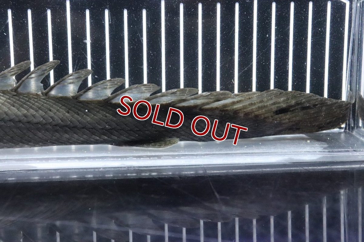 画像4: 【淡水魚】【通販】大特価 No2 ポリプテルス ビキールビキール チャド産 ワイルド【個体販売】(±38cm)(大型魚)(生体)(熱帯魚)NKO (4)