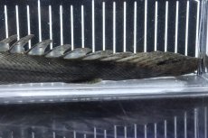 画像4: 【淡水魚】【通販】大特価 No2 ポリプテルス ビキールビキール チャド産 ワイルド【個体販売】(±38cm)(大型魚)(生体)(熱帯魚)NKO (4)
