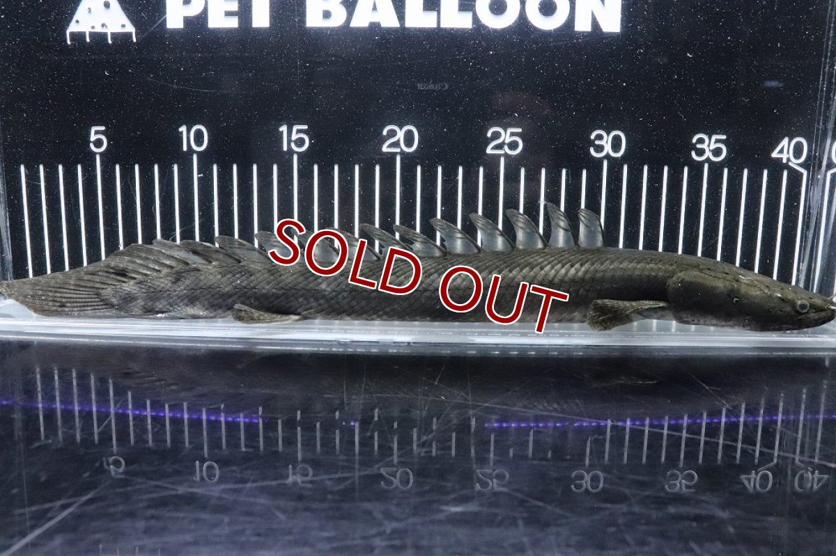 画像5: 【淡水魚】【通販】大特価 No2 ポリプテルス ビキールビキール チャド産 ワイルド【個体販売】(±38cm)(大型魚)(生体)(熱帯魚)NKO (5)