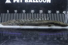 画像5: 【淡水魚】【通販】大特価 No2 ポリプテルス ビキールビキール チャド産 ワイルド【個体販売】(±38cm)(大型魚)(生体)(熱帯魚)NKO (5)