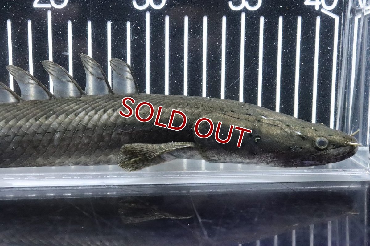 画像6: 【淡水魚】【通販】大特価 No2 ポリプテルス ビキールビキール チャド産 ワイルド【個体販売】(±38cm)(大型魚)(生体)(熱帯魚)NKO (6)