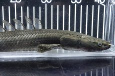 画像6: 【淡水魚】【通販】大特価 No2 ポリプテルス ビキールビキール チャド産 ワイルド【個体販売】(±38cm)(大型魚)(生体)(熱帯魚)NKO (6)