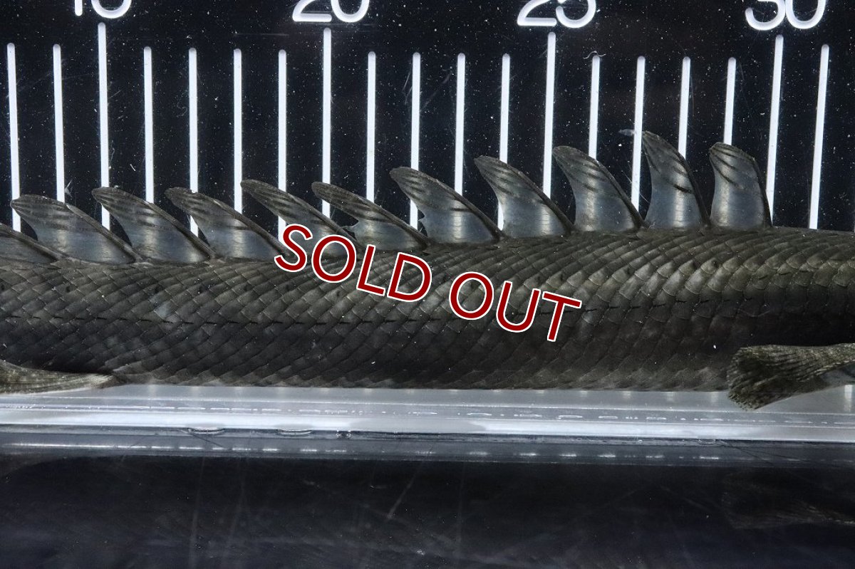 画像7: 【淡水魚】【通販】大特価 No2 ポリプテルス ビキールビキール チャド産 ワイルド【個体販売】(±38cm)(大型魚)(生体)(熱帯魚)NKO (7)