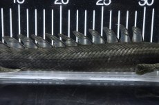 画像7: 【淡水魚】【通販】大特価 No2 ポリプテルス ビキールビキール チャド産 ワイルド【個体販売】(±38cm)(大型魚)(生体)(熱帯魚)NKO (7)