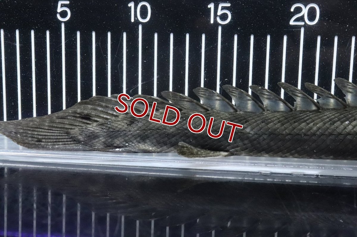 画像8: 【淡水魚】【通販】大特価 No2 ポリプテルス ビキールビキール チャド産 ワイルド【個体販売】(±38cm)(大型魚)(生体)(熱帯魚)NKO (8)
