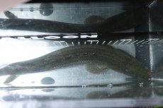 画像9: 【淡水魚】【通販】大特価 No2 ポリプテルス ビキールビキール チャド産 ワイルド【個体販売】(±38cm)(大型魚)(生体)(熱帯魚)NKO (9)