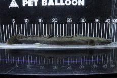 画像1: 【淡水魚】【通販】大特価 No3 ポリプテルス ビキールビキール チャド産 ワイルド【個体販売】(±38cm)(大型魚)(生体)(熱帯魚)NKO (1)