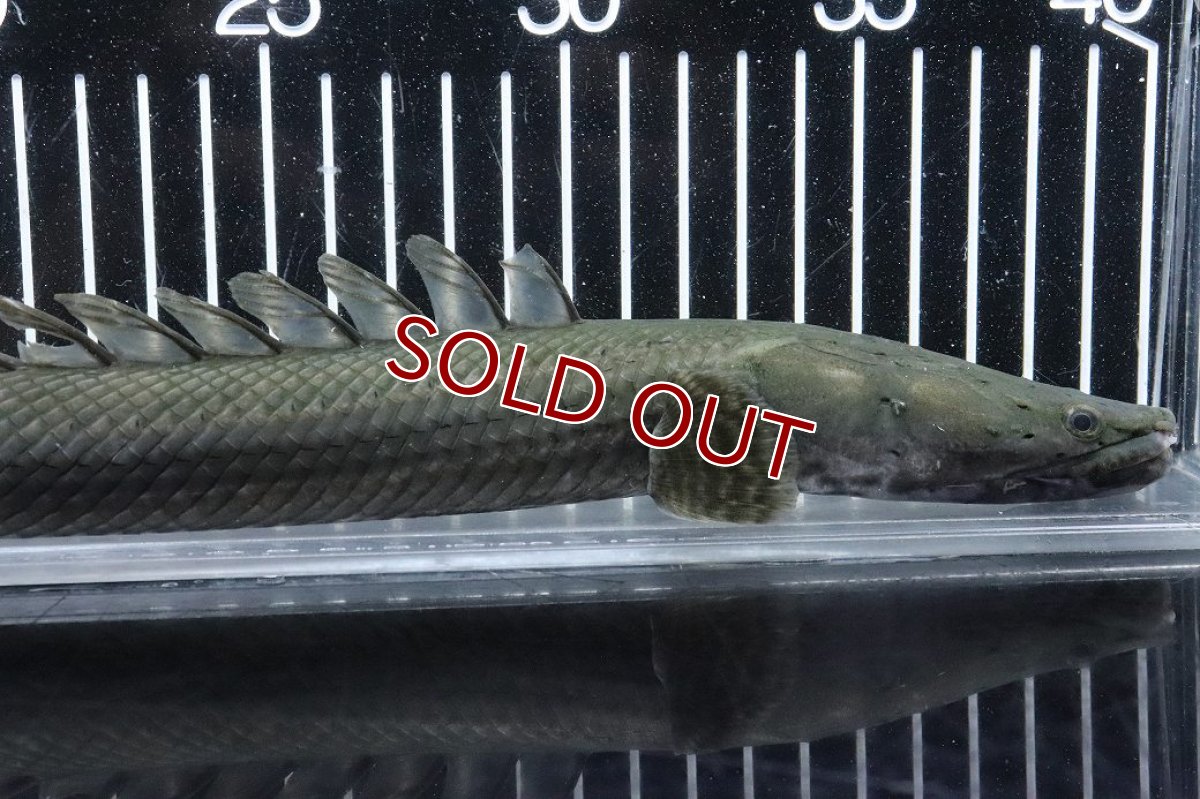 画像2: 【淡水魚】【通販】大特価 No3 ポリプテルス ビキールビキール チャド産 ワイルド【個体販売】(±38cm)(大型魚)(生体)(熱帯魚)NKO (2)