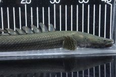 画像2: 【淡水魚】【通販】大特価 No3 ポリプテルス ビキールビキール チャド産 ワイルド【個体販売】(±38cm)(大型魚)(生体)(熱帯魚)NKO (2)