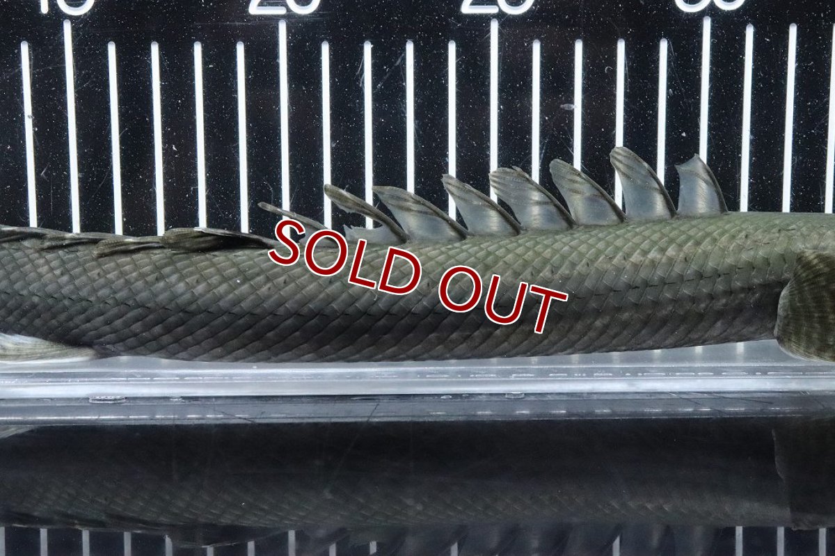 画像3: 【淡水魚】【通販】大特価 No3 ポリプテルス ビキールビキール チャド産 ワイルド【個体販売】(±38cm)(大型魚)(生体)(熱帯魚)NKO (3)