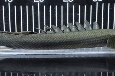 画像3: 【淡水魚】【通販】大特価 No3 ポリプテルス ビキールビキール チャド産 ワイルド【個体販売】(±38cm)(大型魚)(生体)(熱帯魚)NKO (3)