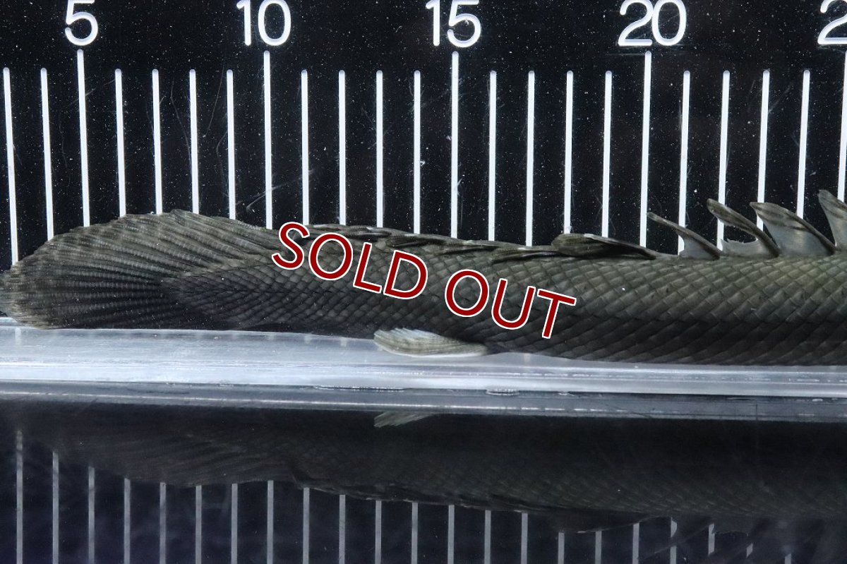 画像4: 【淡水魚】【通販】大特価 No3 ポリプテルス ビキールビキール チャド産 ワイルド【個体販売】(±38cm)(大型魚)(生体)(熱帯魚)NKO (4)