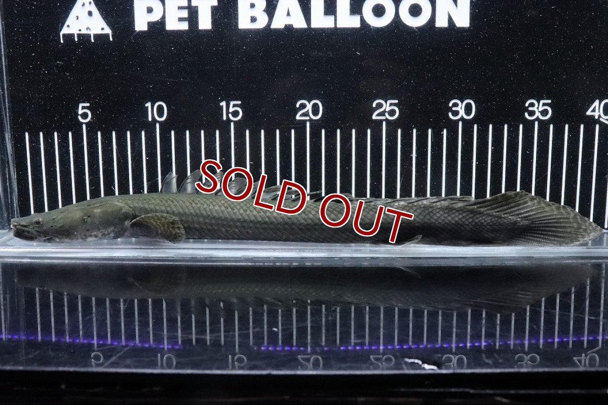 画像5: 【淡水魚】【通販】大特価 No3 ポリプテルス ビキールビキール チャド産 ワイルド【個体販売】(±38cm)(大型魚)(生体)(熱帯魚)NKO (5)