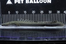 画像5: 【淡水魚】【通販】大特価 No3 ポリプテルス ビキールビキール チャド産 ワイルド【個体販売】(±38cm)(大型魚)(生体)(熱帯魚)NKO (5)