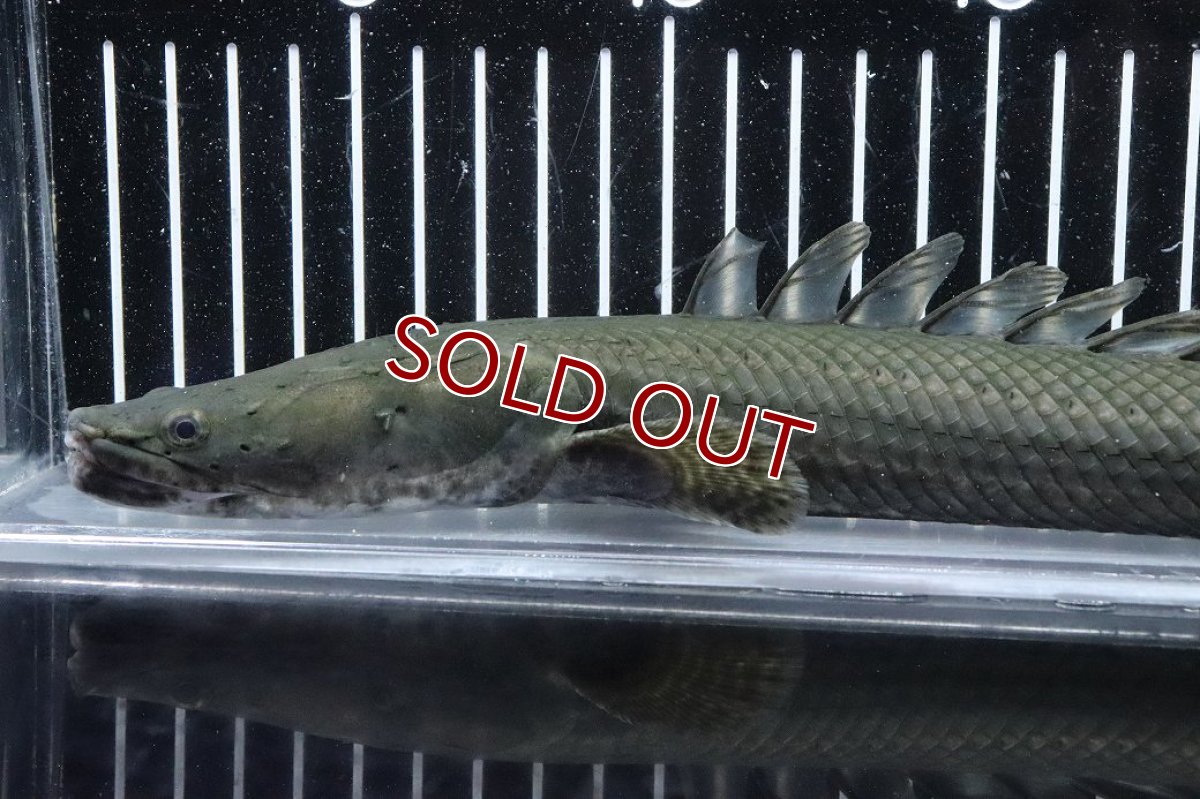 画像6: 【淡水魚】【通販】大特価 No3 ポリプテルス ビキールビキール チャド産 ワイルド【個体販売】(±38cm)(大型魚)(生体)(熱帯魚)NKO (6)