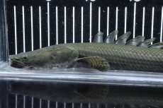 画像6: 【淡水魚】【通販】大特価 No3 ポリプテルス ビキールビキール チャド産 ワイルド【個体販売】(±38cm)(大型魚)(生体)(熱帯魚)NKO (6)