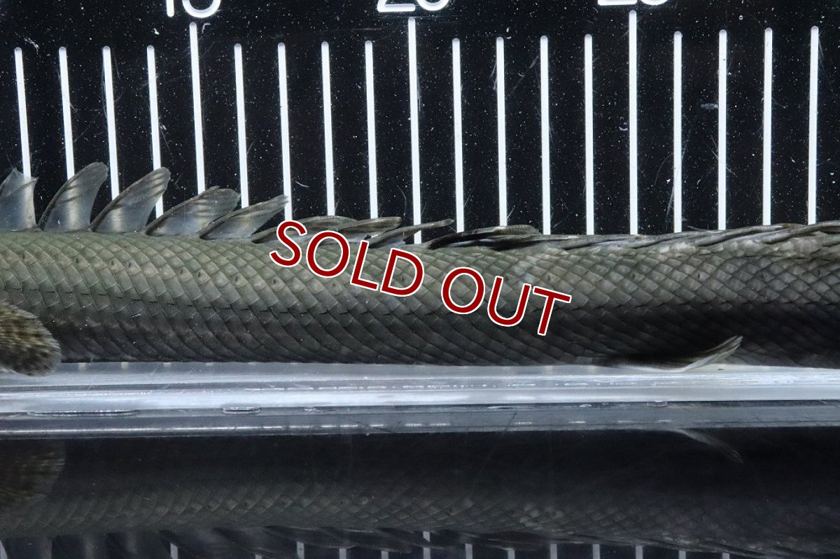 画像7: 【淡水魚】【通販】大特価 No3 ポリプテルス ビキールビキール チャド産 ワイルド【個体販売】(±38cm)(大型魚)(生体)(熱帯魚)NKO (7)