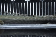 画像7: 【淡水魚】【通販】大特価 No3 ポリプテルス ビキールビキール チャド産 ワイルド【個体販売】(±38cm)(大型魚)(生体)(熱帯魚)NKO (7)