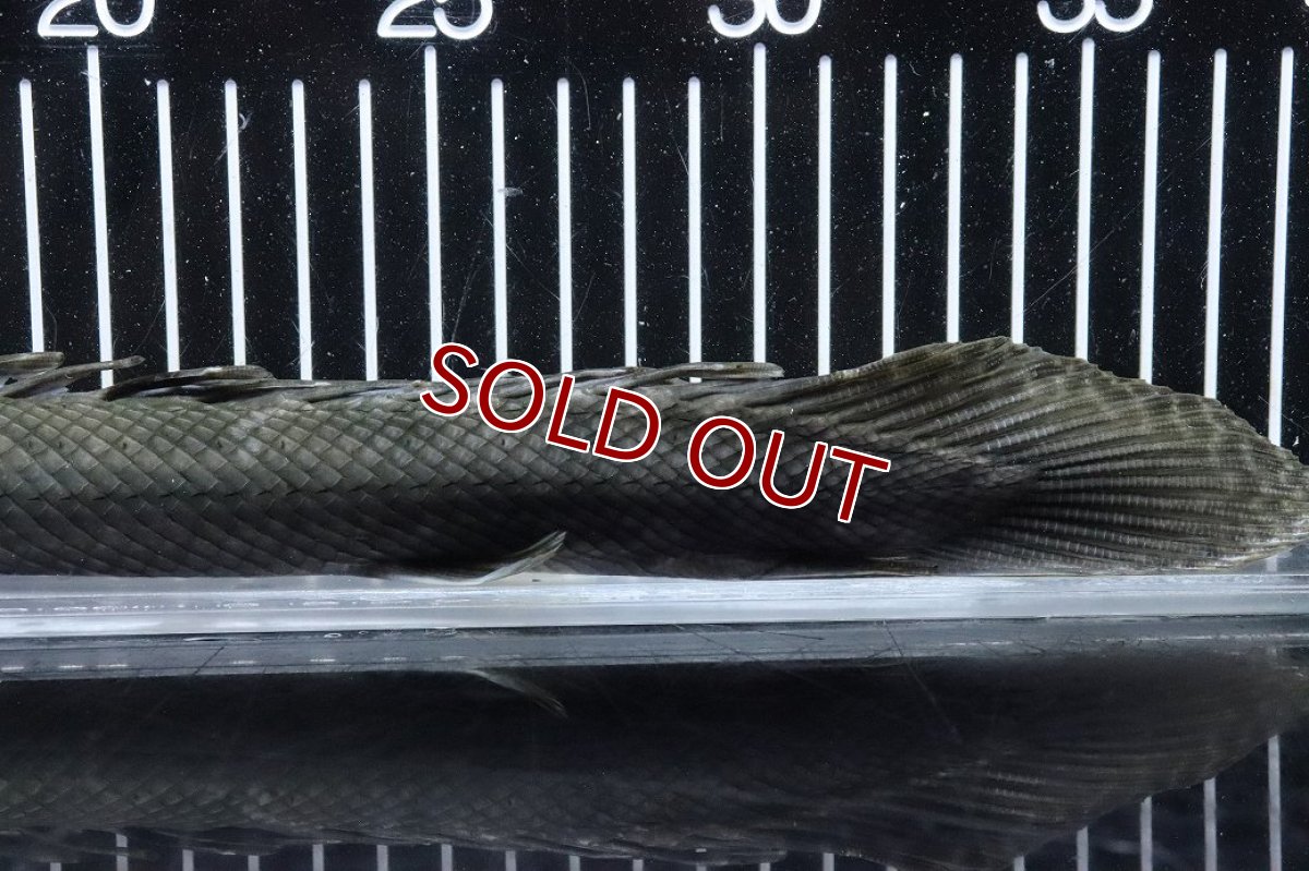 画像8: 【淡水魚】【通販】大特価 No3 ポリプテルス ビキールビキール チャド産 ワイルド【個体販売】(±38cm)(大型魚)(生体)(熱帯魚)NKO (8)