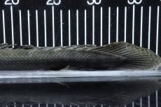 画像8: 【淡水魚】【通販】大特価 No3 ポリプテルス ビキールビキール チャド産 ワイルド【個体販売】(±38cm)(大型魚)(生体)(熱帯魚)NKO (8)