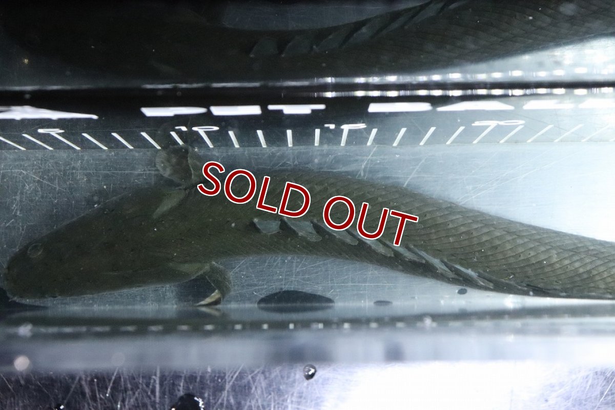 画像9: 【淡水魚】【通販】大特価 No3 ポリプテルス ビキールビキール チャド産 ワイルド【個体販売】(±38cm)(大型魚)(生体)(熱帯魚)NKO (9)