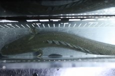 画像9: 【淡水魚】【通販】大特価 No3 ポリプテルス ビキールビキール チャド産 ワイルド【個体販売】(±38cm)(大型魚)(生体)(熱帯魚)NKO (9)