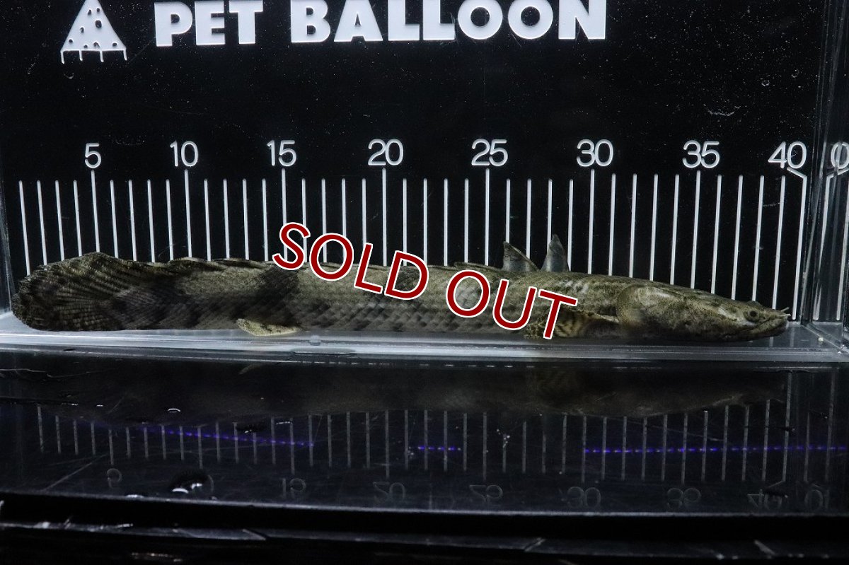 画像1: 【淡水魚】【通販】No1 メス ポリプテルス エンドリケリー YEWA産 ワイルド【個体販売】(±36cm)(大型魚)(生体)(熱帯魚)NKO (1)