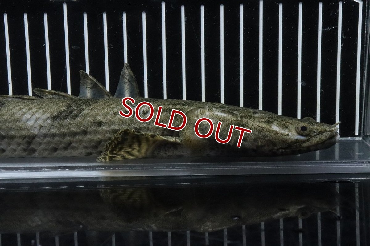 画像2: 【淡水魚】【通販】No1 メス ポリプテルス エンドリケリー YEWA産 ワイルド【個体販売】(±36cm)(大型魚)(生体)(熱帯魚)NKO (2)