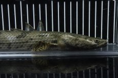 画像2: 【淡水魚】【通販】No1 メス ポリプテルス エンドリケリー YEWA産 ワイルド【個体販売】(±36cm)(大型魚)(生体)(熱帯魚)NKO (2)
