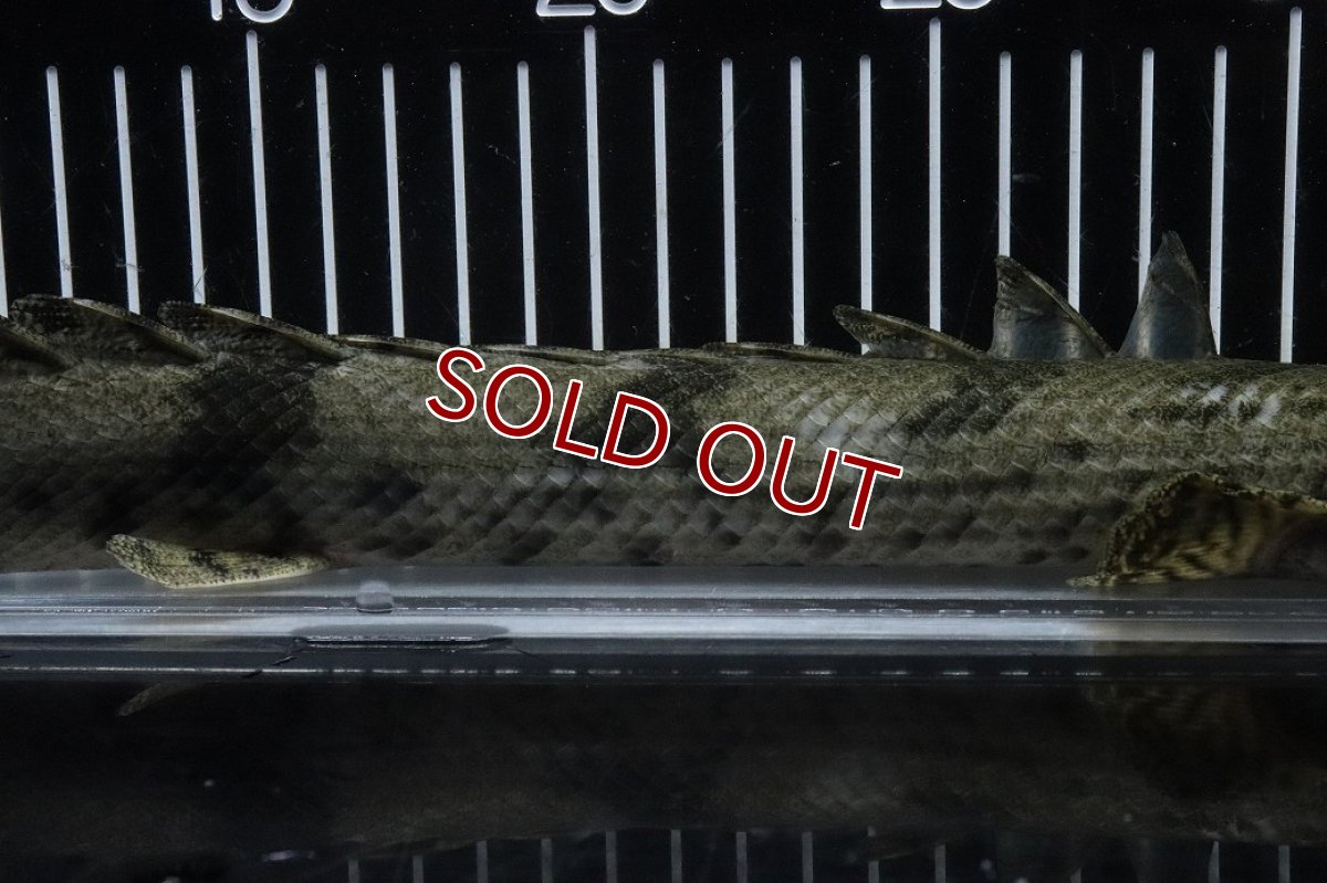 画像3: 【淡水魚】【通販】No1 メス ポリプテルス エンドリケリー YEWA産 ワイルド【個体販売】(±36cm)(大型魚)(生体)(熱帯魚)NKO (3)