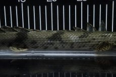 画像3: 【淡水魚】【通販】No1 メス ポリプテルス エンドリケリー YEWA産 ワイルド【個体販売】(±36cm)(大型魚)(生体)(熱帯魚)NKO (3)