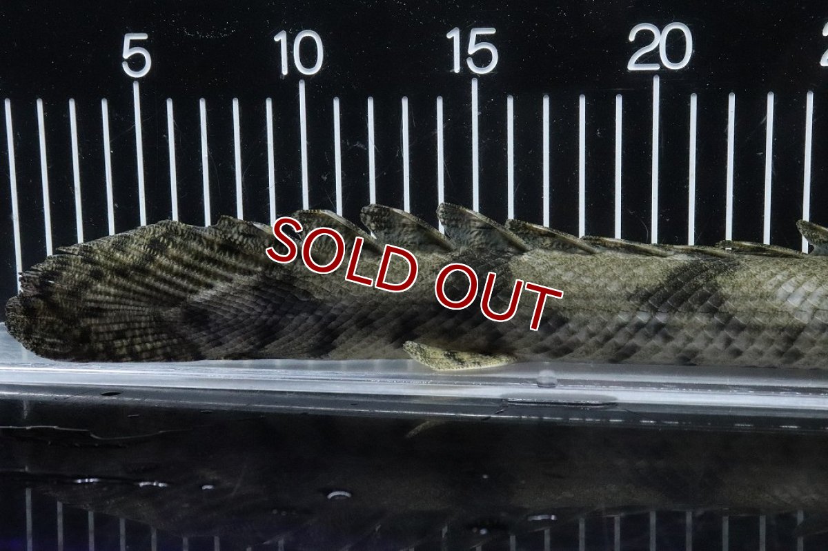 画像4: 【淡水魚】【通販】No1 メス ポリプテルス エンドリケリー YEWA産 ワイルド【個体販売】(±36cm)(大型魚)(生体)(熱帯魚)NKO (4)