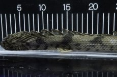 画像4: 【淡水魚】【通販】No1 メス ポリプテルス エンドリケリー YEWA産 ワイルド【個体販売】(±36cm)(大型魚)(生体)(熱帯魚)NKO (4)