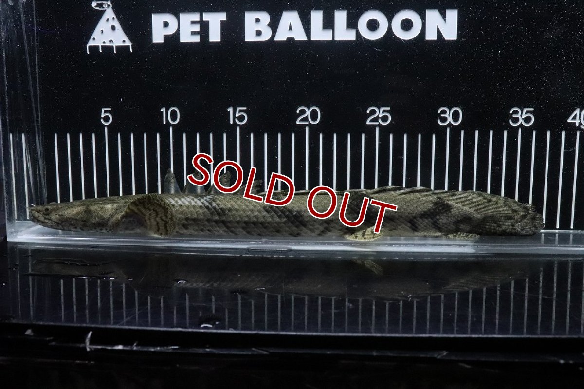 画像5: 【淡水魚】【通販】No1 メス ポリプテルス エンドリケリー YEWA産 ワイルド【個体販売】(±36cm)(大型魚)(生体)(熱帯魚)NKO (5)