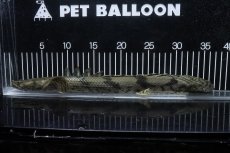画像5: 【淡水魚】【通販】No1 メス ポリプテルス エンドリケリー YEWA産 ワイルド【個体販売】(±36cm)(大型魚)(生体)(熱帯魚)NKO (5)