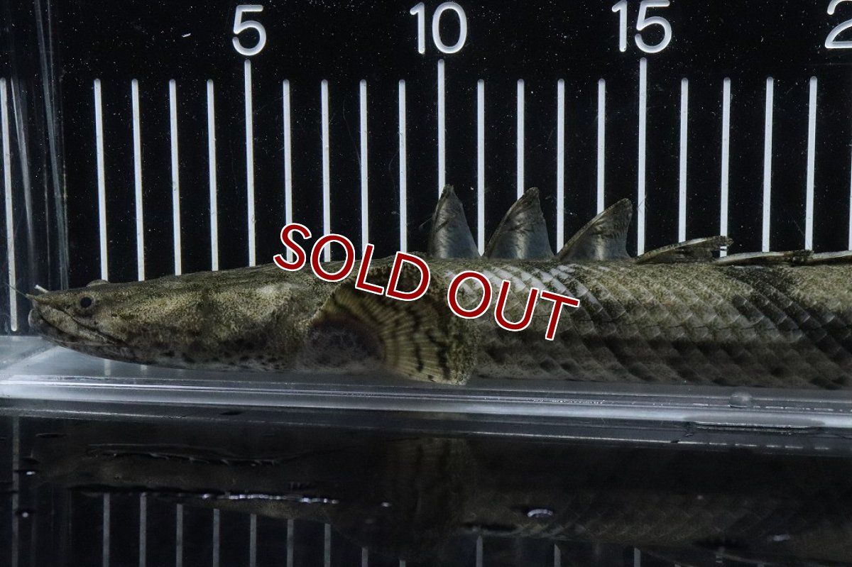 画像6: 【淡水魚】【通販】No1 メス ポリプテルス エンドリケリー YEWA産 ワイルド【個体販売】(±36cm)(大型魚)(生体)(熱帯魚)NKO (6)