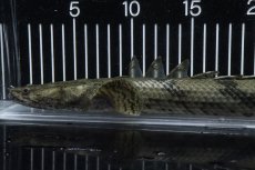 画像6: 【淡水魚】【通販】No1 メス ポリプテルス エンドリケリー YEWA産 ワイルド【個体販売】(±36cm)(大型魚)(生体)(熱帯魚)NKO (6)