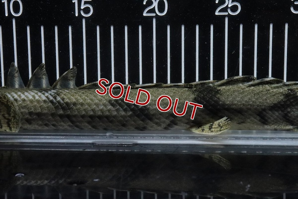 画像7: 【淡水魚】【通販】No1 メス ポリプテルス エンドリケリー YEWA産 ワイルド【個体販売】(±36cm)(大型魚)(生体)(熱帯魚)NKO (7)