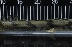画像7: 【淡水魚】【通販】No1 メス ポリプテルス エンドリケリー YEWA産 ワイルド【個体販売】(±36cm)(大型魚)(生体)(熱帯魚)NKO (7)