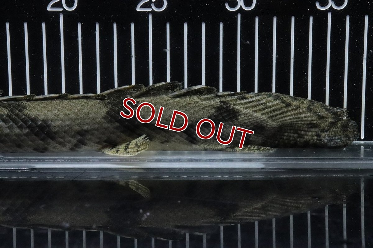 画像8: 【淡水魚】【通販】No1 メス ポリプテルス エンドリケリー YEWA産 ワイルド【個体販売】(±36cm)(大型魚)(生体)(熱帯魚)NKO (8)