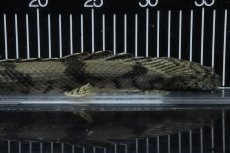 画像8: 【淡水魚】【通販】No1 メス ポリプテルス エンドリケリー YEWA産 ワイルド【個体販売】(±36cm)(大型魚)(生体)(熱帯魚)NKO (8)
