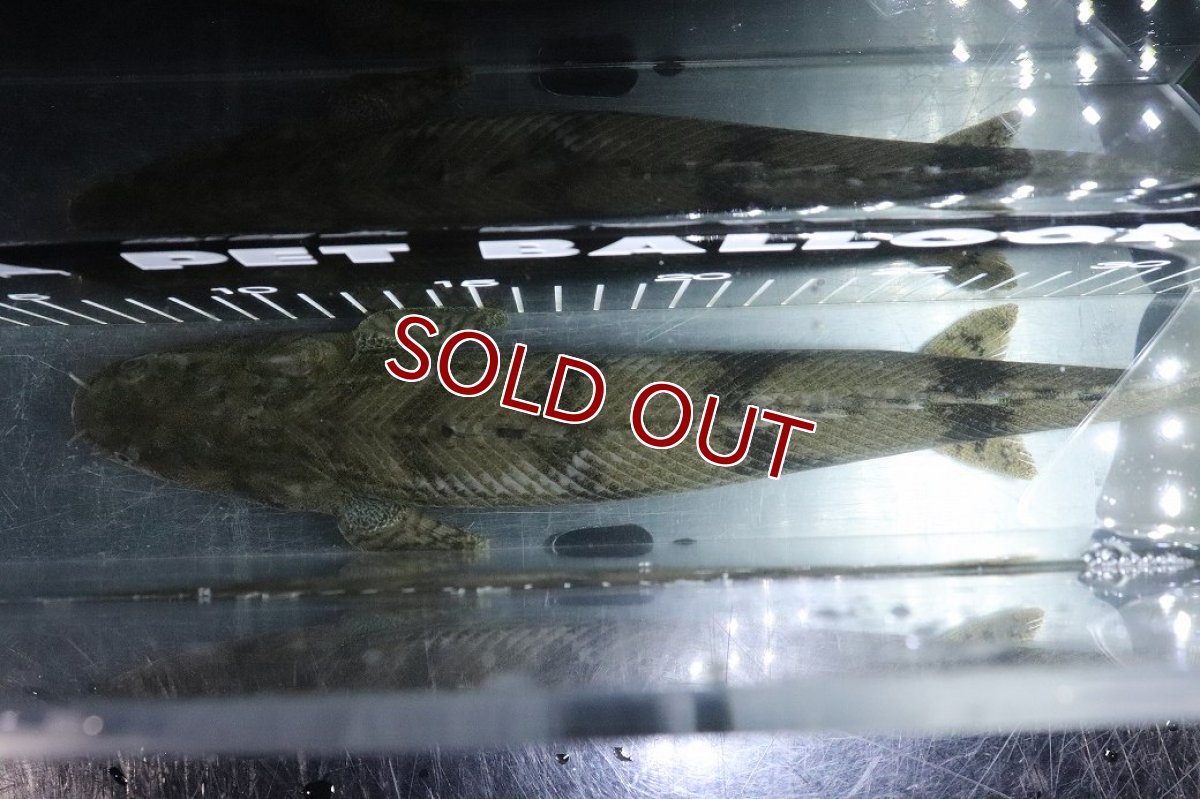 画像9: 【淡水魚】【通販】No1 メス ポリプテルス エンドリケリー YEWA産 ワイルド【個体販売】(±36cm)(大型魚)(生体)(熱帯魚)NKO (9)