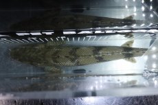 画像9: 【淡水魚】【通販】No1 メス ポリプテルス エンドリケリー YEWA産 ワイルド【個体販売】(±36cm)(大型魚)(生体)(熱帯魚)NKO (9)