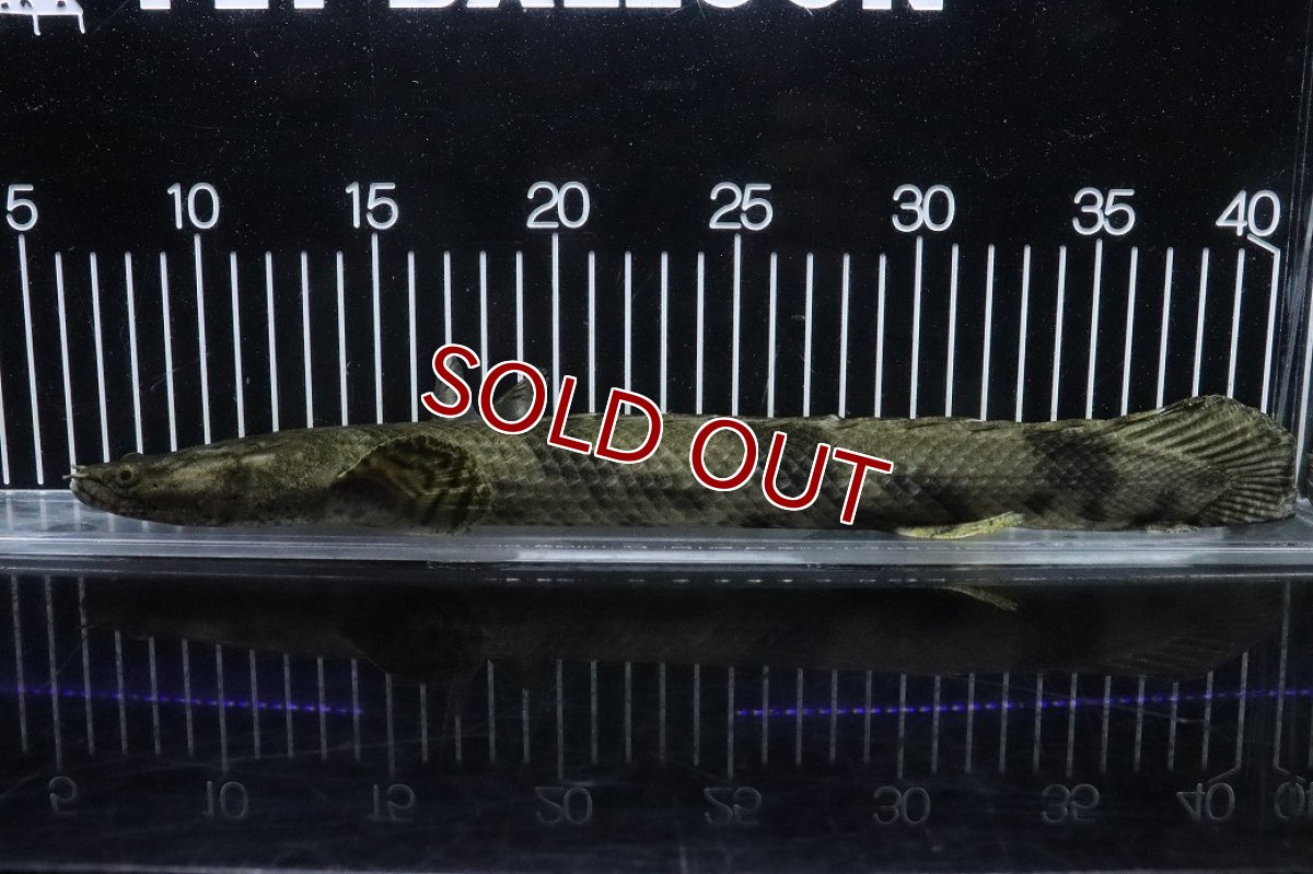 画像1: 【淡水魚】【通販】No2 メス ポリプテルス エンドリケリー YEWA産 ワイルド【個体販売】(±35cm)(大型魚)(生体)(熱帯魚)NKO (1)
